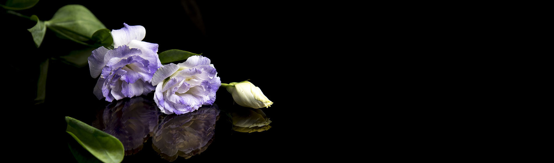 Acheter rose blanche deuil Livraison fleurs deuil, décès, obsèques