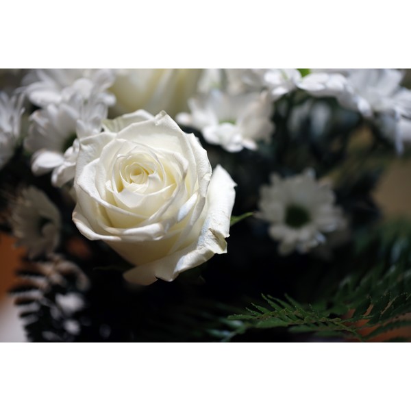 Acheter rose blanche deuil | Livraison fleurs deuil, décès, obsèques ...