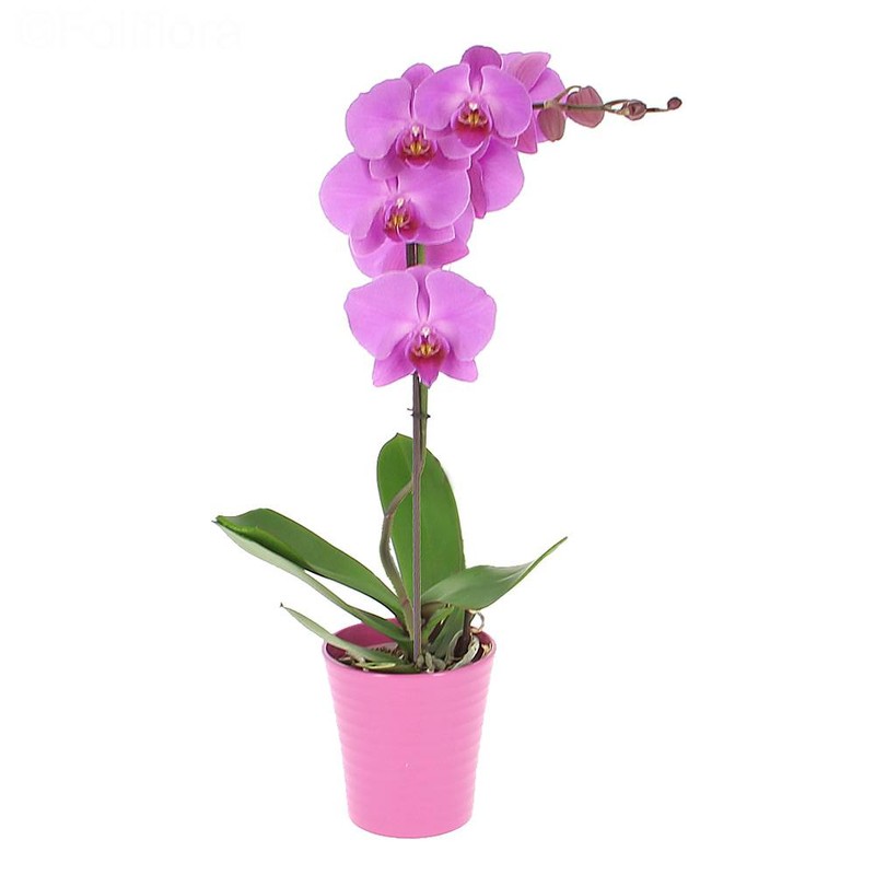 Livraison Fleurs Orchidee Violette Vente En Ligne Fleur Et Fleurs Livraison Fleurs Orchidee Violette Vente En Ligne Fleur Et Fleurs