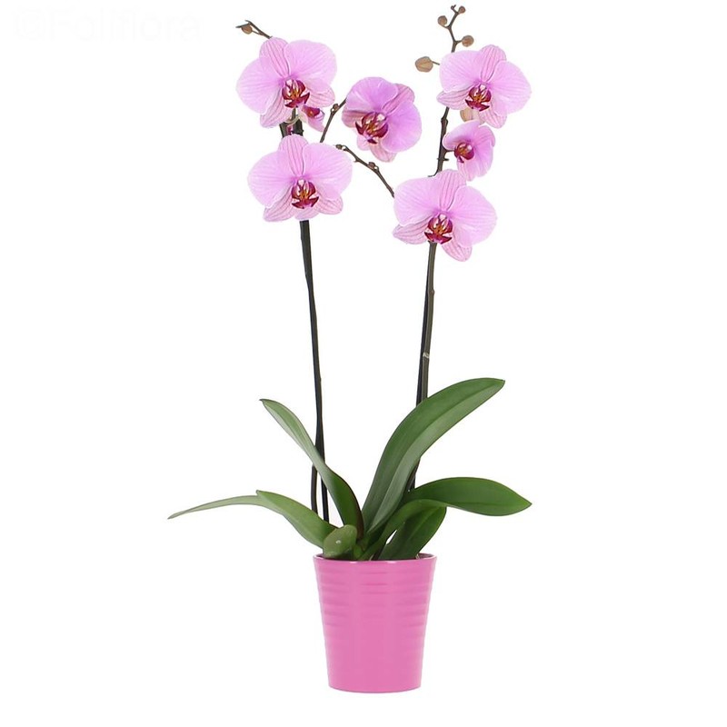 Livraison Fleurs Orchidee Rose Intense Vente En Ligne Fleur Et Fleurs Livraison Fleurs Orchidee Rose Intense Vente En Ligne Fleur Et Fleurs